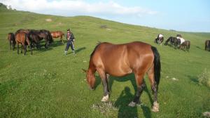 crescator de animale de rasa,  vand iapa  semigreu romanesc -4 ani  2000 euro