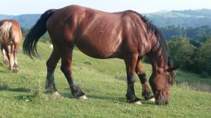 crescator de animale de rasa,  vand armasar  semigreu romanesc -7 ani  2500 euro