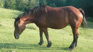 crescator de animale de rasa,  vand armasar  semigreu romanesc -7 ani  2500 euro