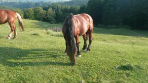 crescator de animale de rasa,  vand armasar  semigreu romanesc -7 ani  2500 euro