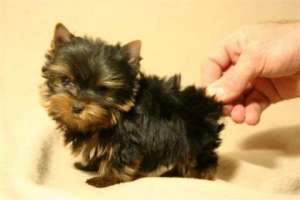 Vand pui yorkshire terrier toy