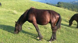 crescator de animale de rasa,  vand armasar  semigreu romanesc -1 an  750 euro