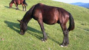 crescator de animale de rasa,  vand armasar  semigreu romanesc -1 an  750 euro
