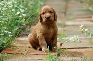 vand pui de setter irlandez rosu