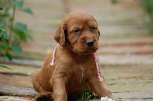 vand pui de setter irlandez rosu