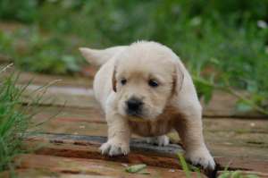 vand pui de golden retriever