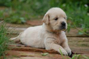 vand pui de golden retriever