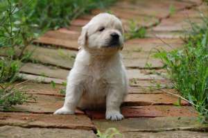 vand pui de golden retriever