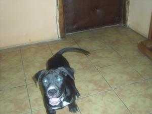 Mascul labrador pentru monta