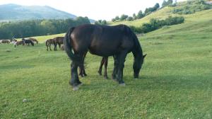 crescator animale de rasa,  vand iapa semigreu romanesc -3 ani  2500 euro