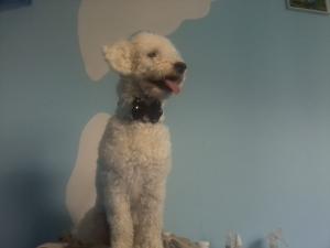 Caut Femela Caniche Pentru Imperechere sau pentru Adoptie