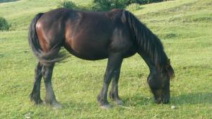 crescator animale de rasa,  vand iapa semigreu romanesc -3 ani  2500 euro