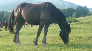 crescator animale de rasa,  vand iapa semigreu romanesc -3 ani  2500 euro