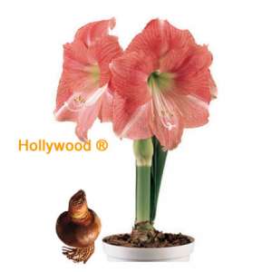 Distribuitori amaryllis Romania
