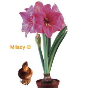 Distribuitori amaryllis Romania