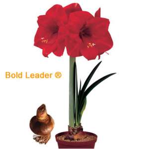 Distribuitori amaryllis Romania