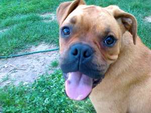 vand pui boxer