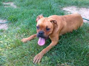 vand pui boxer