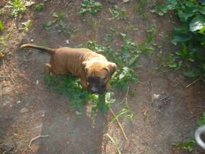 Vand pui boxer