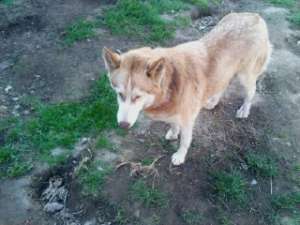 vand ieftin catei husky, ochi albastri.