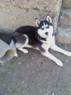 vand ieftin catei husky, ochi albastri.