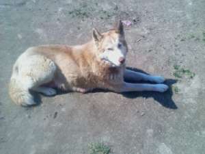vand ieftin catei husky, ochi albastri.