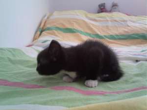 Ofer spre adoptie pui de birmaneza in varsta de 2 luni si cateva zile !