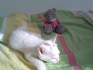 Ofer spre adoptie pui de birmaneza in varsta de 2 luni si cateva zile !