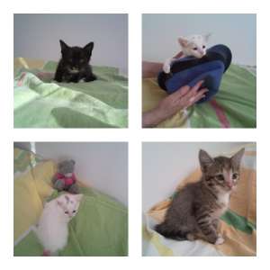 Ofer spre adoptie pui de birmaneza in varsta de 2 luni si cateva zile !