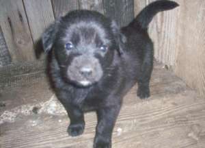 vand labrador
