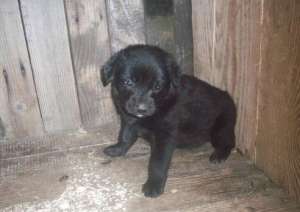 vand labrador