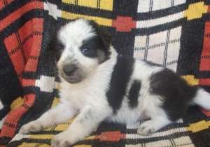 vand border collie