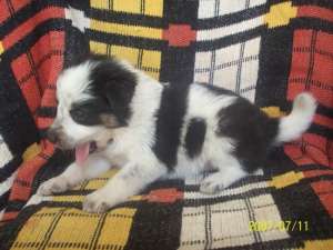 vand border collie