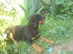 VAND CAINI ROTTWEILER