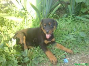 VAND CAINI ROTTWEILER