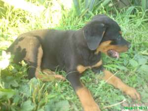 VAND CAINI ROTTWEILER