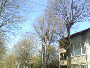 SERVICII FORIESTERE
