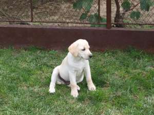 Vand catei Labrador