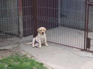 Vand catei Labrador