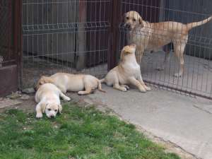 Vand catei Labrador