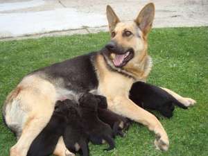 Catei Ciobanesc German (Lup) - 0770832447