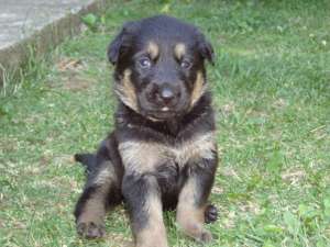 Catei Ciobanesc German (Lup) - 0770832447