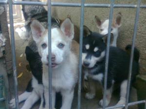 Vand Urgent Pui Husky Siberian