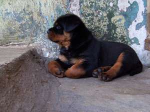 VAND PUI (MASCUL) ROTTWEILER