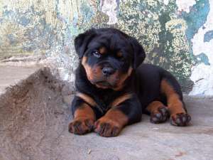 VAND PUI (MASCUL) ROTTWEILER