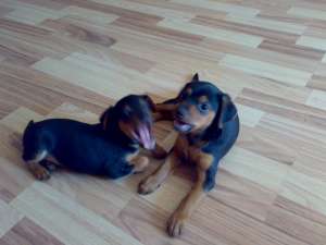 catelusi pinscher pitic , 