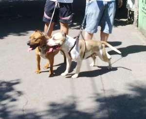VAND PUI AMSTAFF