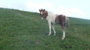 vand ponei bicolori 2011,  pret 750 euro/buc