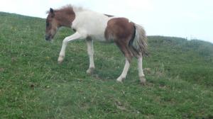 vand ponei bicolori 2011,  pret 750 euro/buc