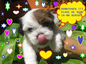 CANISA FLORANCE VINDE BICHON HAVANESE